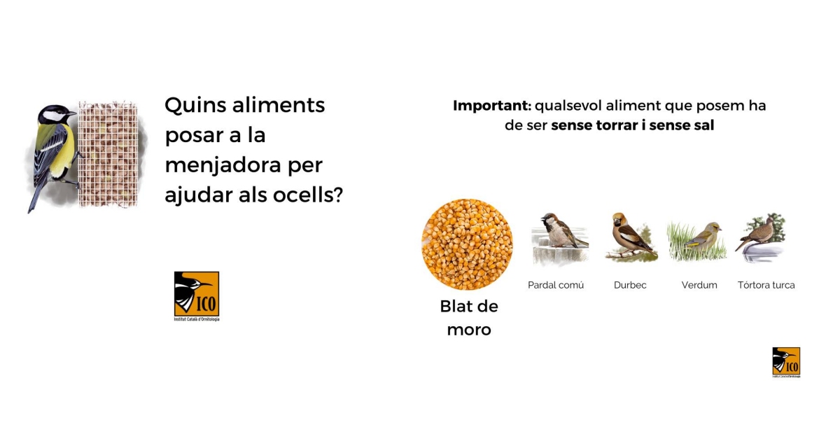 Alta mortalitat de roquerols a causa del fred