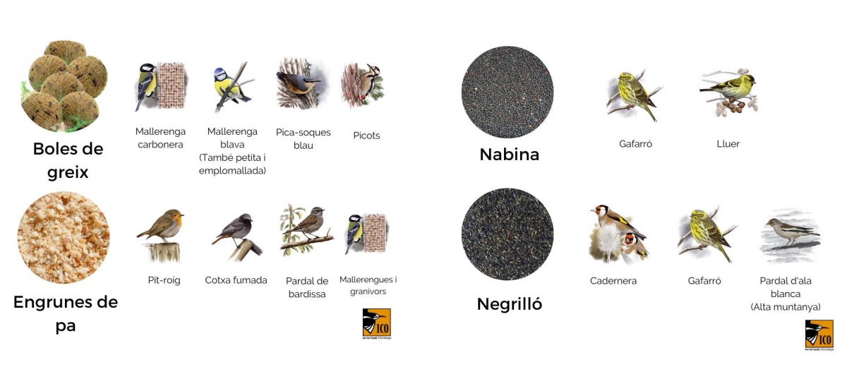 Alta mortalitat de roquerols a causa del fred | EbreActiu.cat, revista digital d’oci actiu | Terres de l’Ebre ... Alta mortalitat de roquerols a causa del fred | EbreActiu.cat, revista digital d’oci actiu | Terres de l’Ebre ...