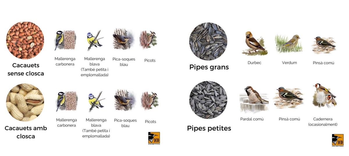 Alta mortalitat de roquerols a causa del fred | EbreActiu.cat, revista digital d&rsquo;oci actiu | Terres de l&rsquo;Ebre ...
