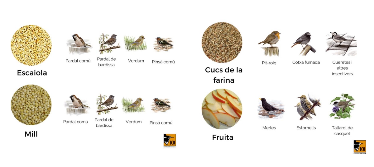 Alta mortalitat de roquerols a causa del fred | EbreActiu.cat, revista digital d&rsquo;oci actiu | Terres de l&rsquo;Ebre ...