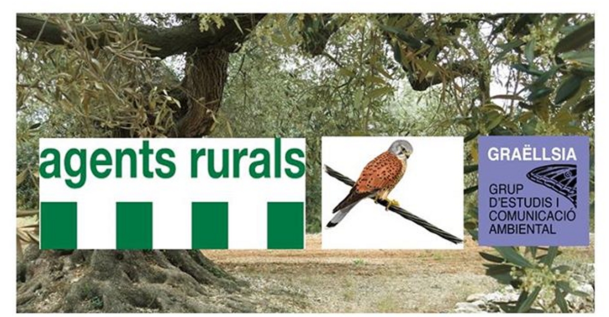 Alliberament de xoriguers a l’oliverar del Tossal de la Ferradura Alliberament de xoriguers a l’oliverar del Tossal de la Ferradura