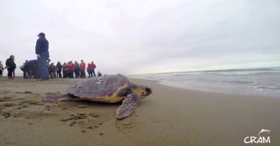 Alliberades 15 tortugues babaues a la platja del Trabucador
