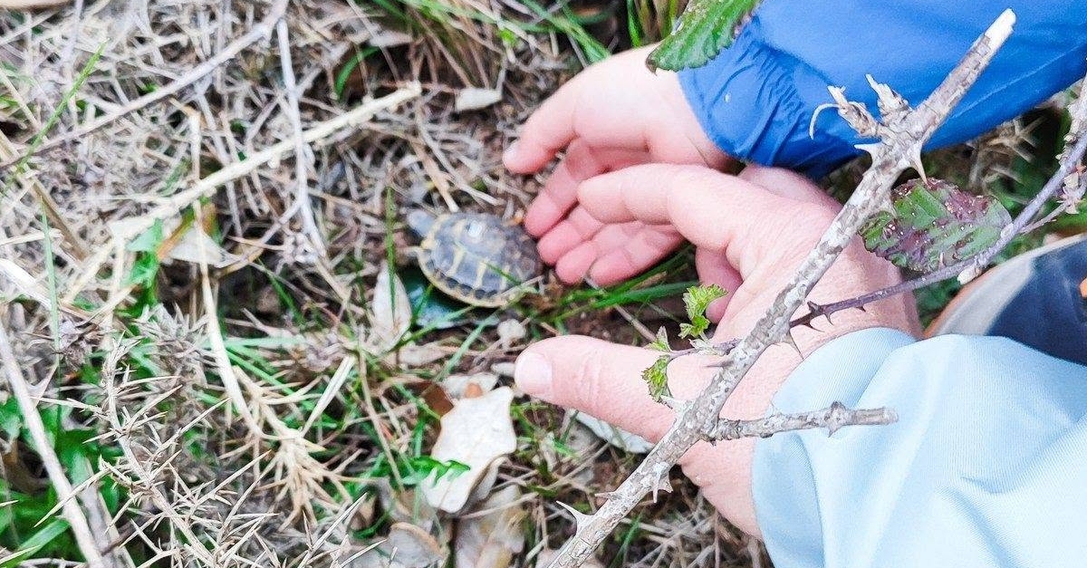 El Parc Natural dels Ports refor�a la poblaci� de tortuga mediterr�nia amb l&rsquo;alliberament de 130 exemplars