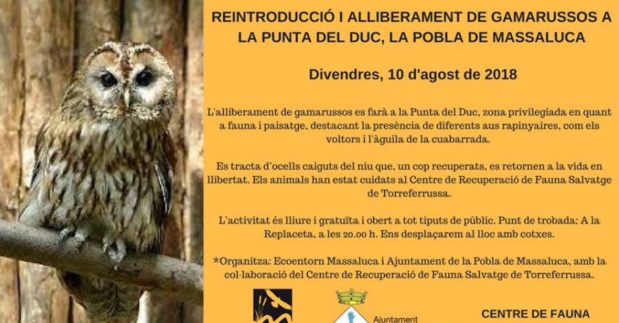 Reintroducci i alliberament de gamarussos a la Punta del Duc 