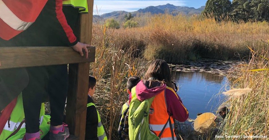 Alliberament de 2.000 samarucs i 1.500 llopets de riu al Parc Natural del Delta de lEbre 