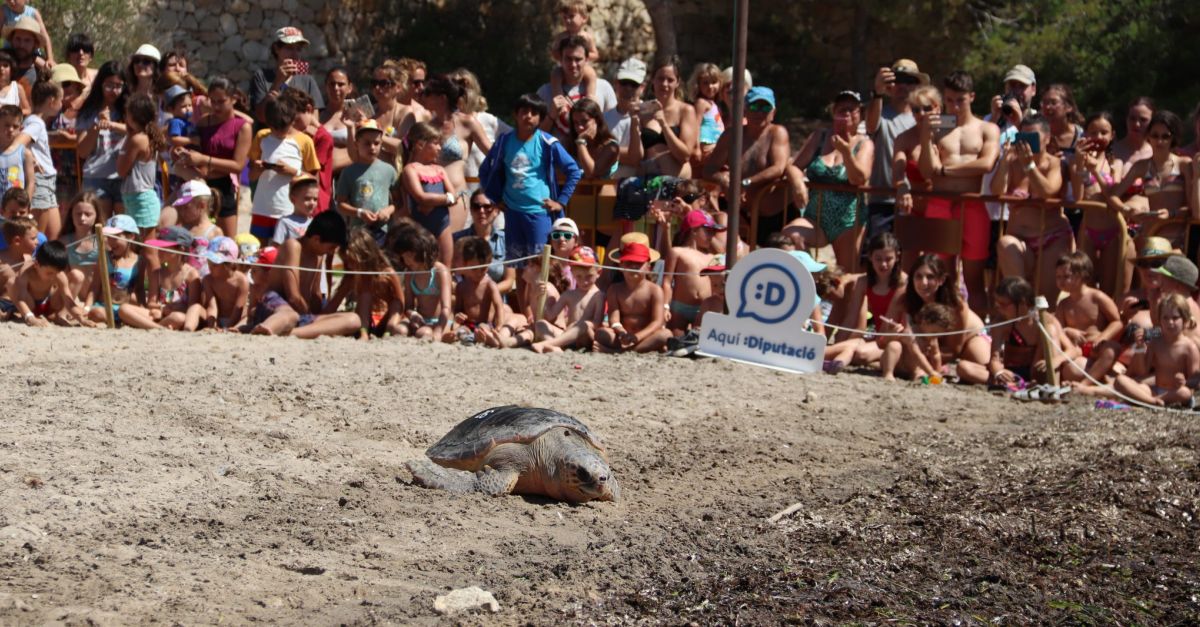 Una tortuga marina ser alliberada a la platja de Pixavaques en una jornada divulgativa i de conscienciaci | EbreActiu.cat, revista digital d’oci actiu | Terres de l’Ebre ...