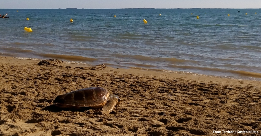 S’alliberen tres tortugues babaues un cop recuperades | EbreActiu.cat, revista digital d’oci actiu | Terres de l’Ebre ...
