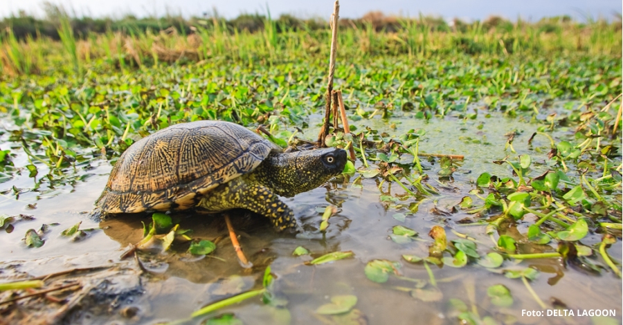 Salliberaran 20 exemplars de tortuga destany a la Fundaci Plegadis