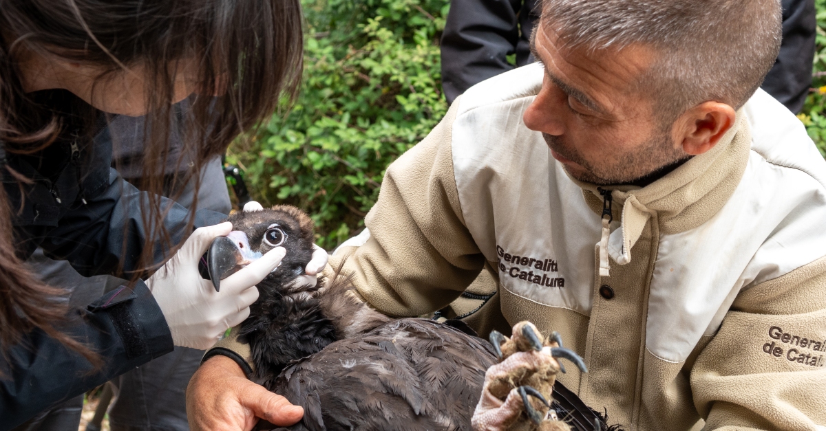 El Parc Natural dels Ports allibera els primers vuit exemplars de voltor negre
