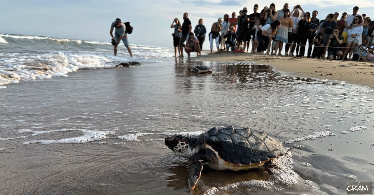 Alliberen 28 tortugues marines al delta de lEbre, nascudes lestiu passat als nius daquest paratge