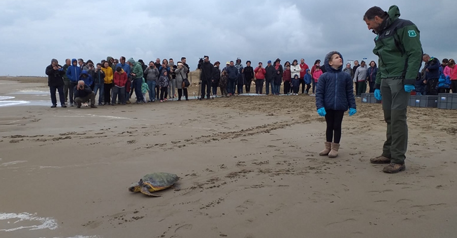 S’alliberen 5 tortugues recuperades que havien quedat atrapades en xarxes de pesca