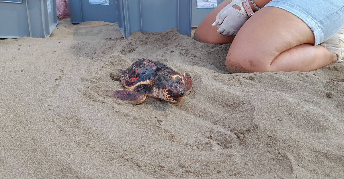 Alliberen 6 tortugues careta a la platja del Serrallo de Sant Jaume dEnveja
