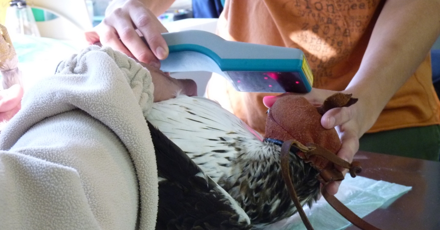 Alliberada la primera �guila cuabarrada recuperada despr�s d&rsquo;una electrocuci� a Catalunya | EbreActiu.cat, revista digital d&rsquo;oci actiu | Terres de l&rsquo;Ebre ...