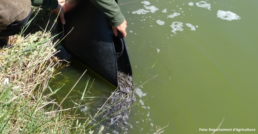 Salliberen ms de 55.000 exemplars danguila a les llacunes del delta de lEbre