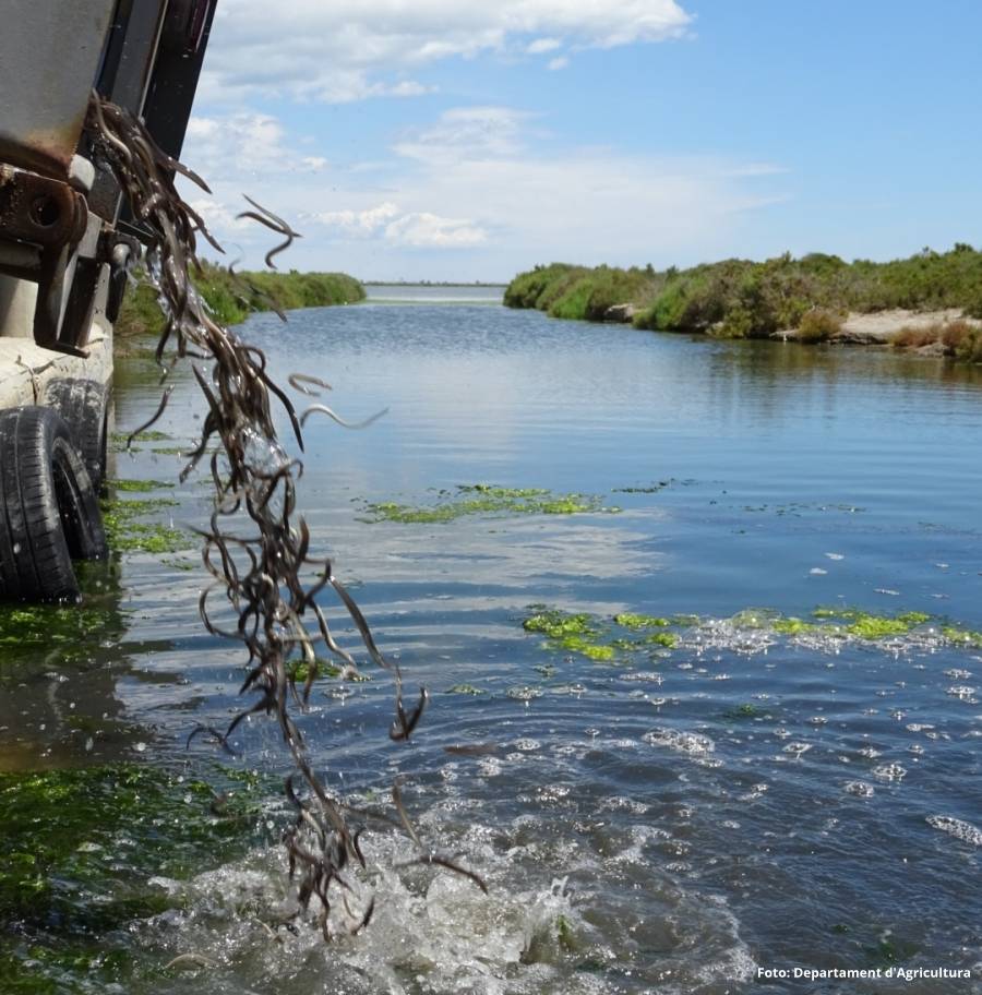 S&rsquo;alliberen m�s de 55.000 exemplars d&rsquo;anguila a les llacunes del delta de l&rsquo;Ebre | EbreActiu.cat, revista digital d&rsquo;oci actiu | Terres de l&rsquo;Ebre ...