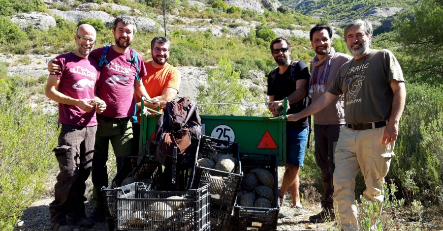 El Parc Natural de Montsant allibera un centenar de tortugues mediterrnies