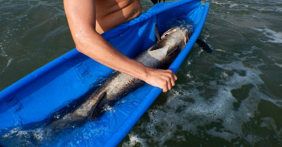 Liberados cinco ejemplares de corvina de 20 kg a mar abierto | EbreActiu.cat, revista digital de ocio activo | Terres de l’Ebre... Liberados cinco ejemplares de corvina de 20 kg a mar abierto | EbreActiu.cat, revista digital de ocio activo | Terres de l’Ebre...