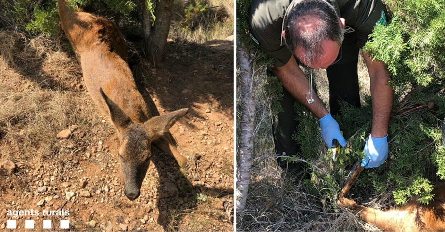 Agents rurals alliberen una femella de cabirol atrapada amb un lla a Ulldecona