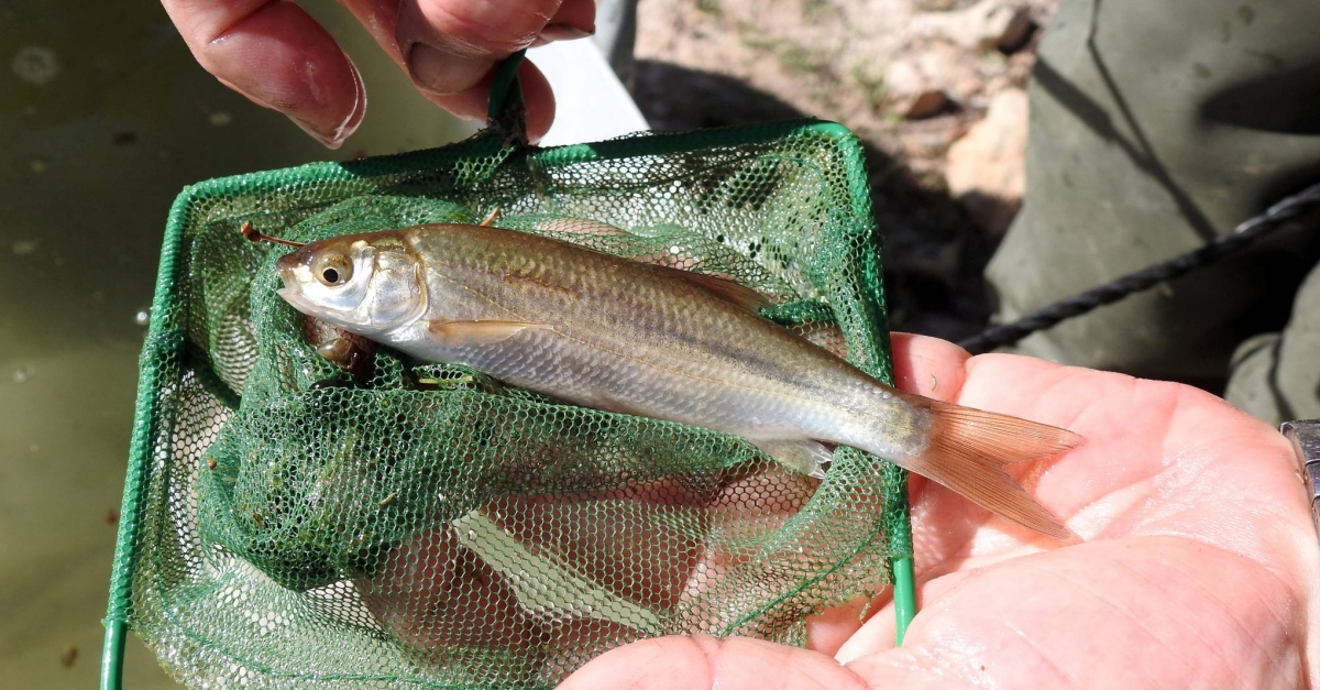 Alliberen peixos autctons a l’embassament de la Palma d’Ebre per recuperar les poblacions i fomentar la pesca sostenible