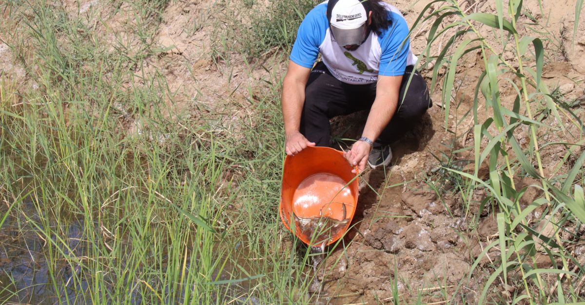 Alliberen un miler de peixos rescatats del riu Siurana a la llacuna de Riba-roja dEbre