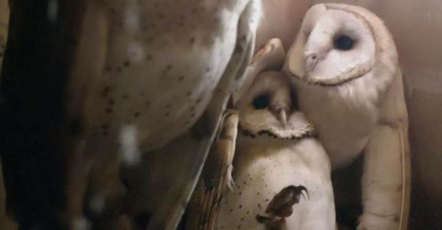 La Fundaci Plegadis allibera tres polls de mifa criats en captivitat | EbreActiu.cat, revista digital d’oci actiu | Terres de l’Ebre ...