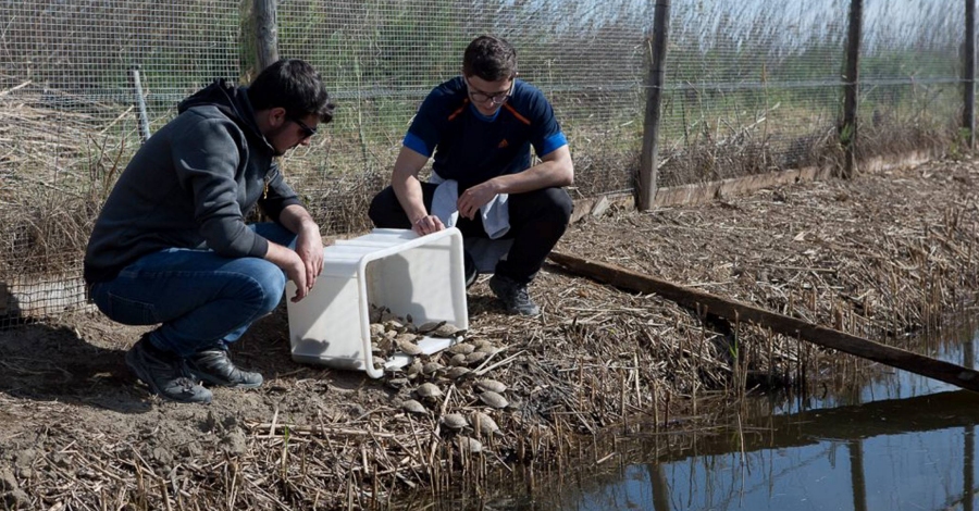 Liberan una cincuentena de tortugas en el Parque Natural del Delta del Ebro | EbreActiu.cat, revista digital de ocio activo | Terres de l’Ebre... Liberan una cincuentena de tortugas en el Parque Natural del Delta del Ebro | EbreActiu.cat, revista digital de ocio activo | Terres de l’Ebre...
