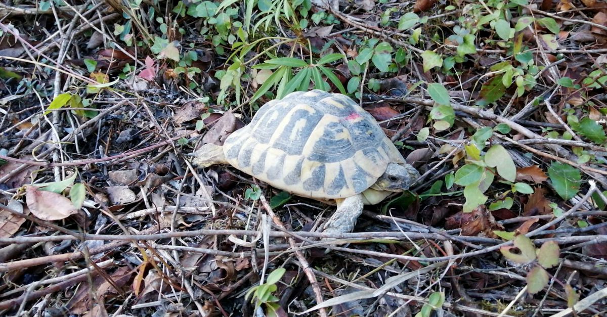 Alliberades una seixantena de tortugues mediterrnies al Parc Natural de la Serra de Montsant | EbreActiu.cat, revista digital d’oci actiu | Terres de l’Ebre ...