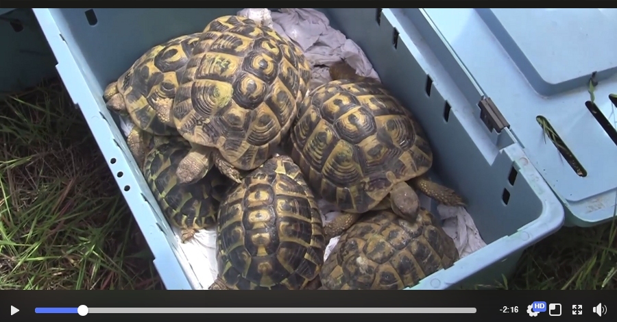 Vdeo: Alliberament de tortugues al Parc Natural de la Serra de Montsant