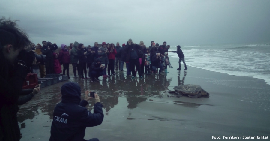 14 tortugues babaues s�n alliberades a la barra del Trabucador | EbreActiu.cat, revista digital d&rsquo;oci actiu | Terres de l&rsquo;Ebre ...