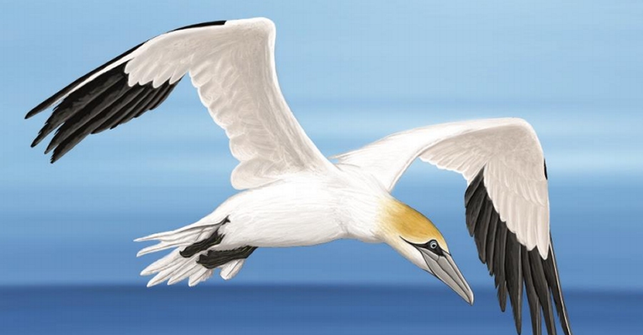 El «Diccionari dels ocells del món» s’actualitza amb 700 noves denominacions | EbreActiu.cat, revista digital d’oci actiu | Terres de l’Ebre ... El «Diccionari dels ocells del món» s’actualitza amb 700 noves denominacions | EbreActiu.cat, revista digital d’oci actiu | Terres de l’Ebre ...