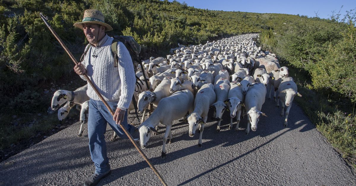 Amposta ser una de les tres seus del II Congrs de Transhumncia i Camins Ramaders de Catalunya