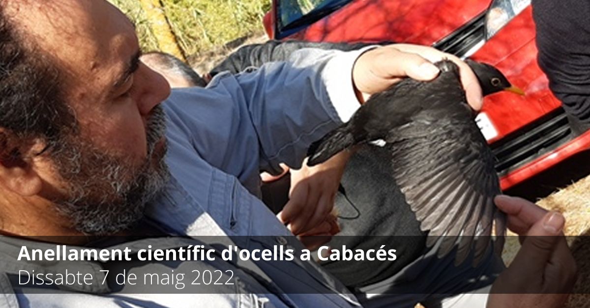 Anillamiento cient�fico de p�jaros en Cabac�s