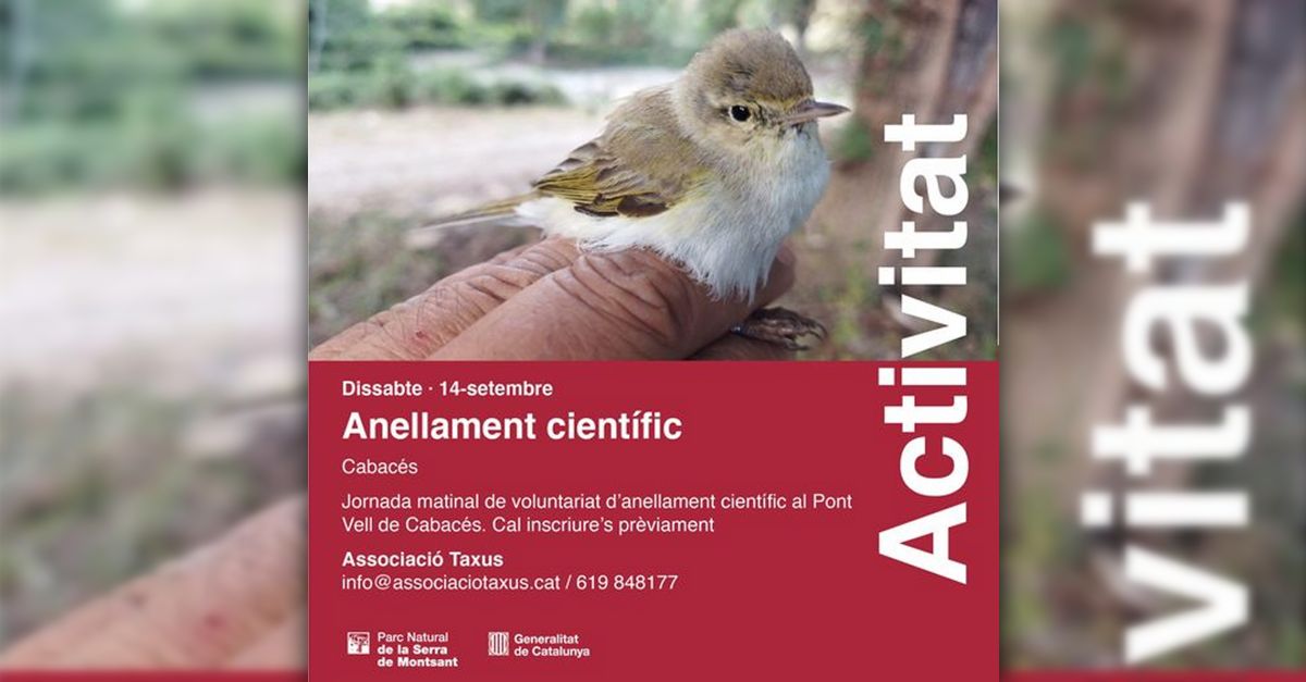 Anellament cient�fic a Cabac�s