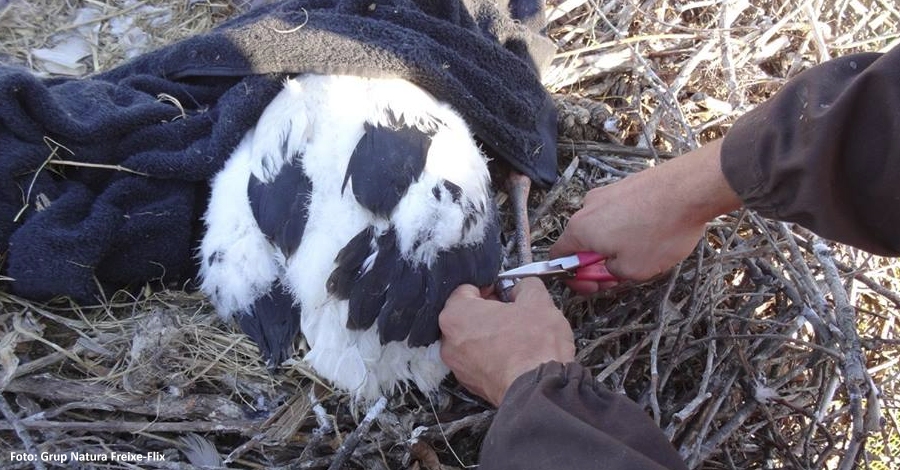 Jornada d&rsquo;anellament de polls de cigonya blanca a la Reserva Natural de Sebes | EbreActiu.cat, revista digital d&rsquo;oci actiu | Terres de l&rsquo;Ebre ...