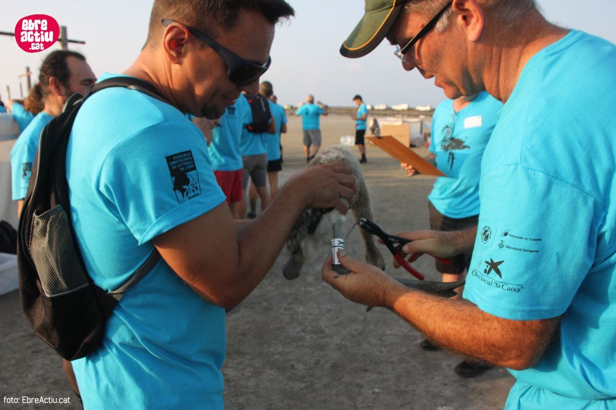 Realitzada per onzena vegada l&rsquo;anellament de flamencs al delta de l&rsquo;Ebre | EbreActiu.cat, revista digital d&rsquo;oci actiu | Terres de l&rsquo;Ebre ...