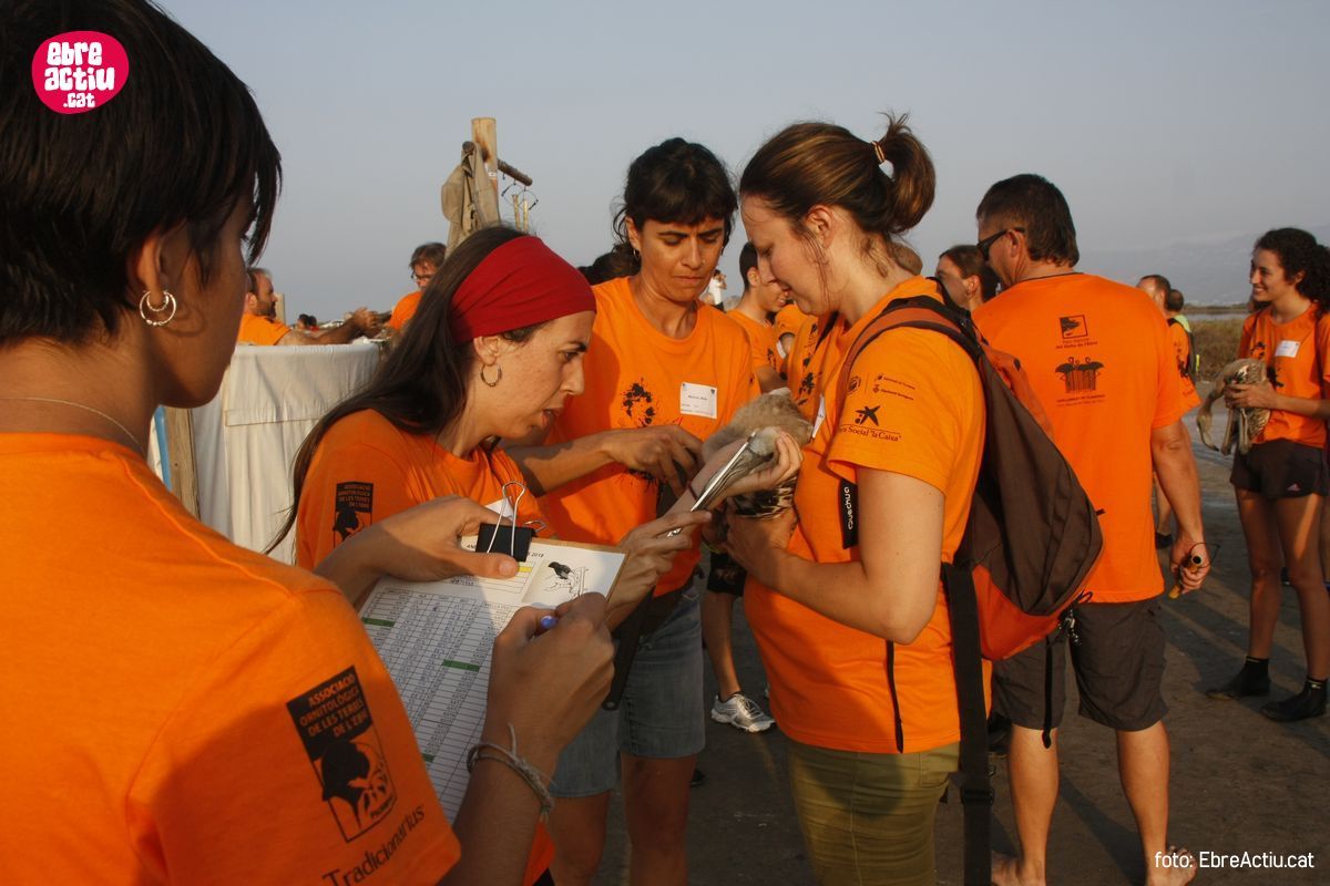 Realitzada per onzena vegada l&rsquo;anellament de flamencs al delta de l&rsquo;Ebre | EbreActiu.cat, revista digital d&rsquo;oci actiu | Terres de l&rsquo;Ebre ...