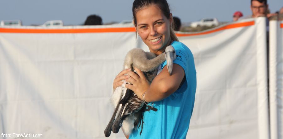 Realitzada per onzena vegada lanellament de flamencs al delta de lEbre