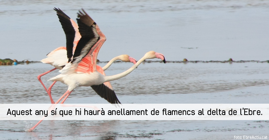 Aquest any s que hi haur anellament de flamencs al delta de lEbre