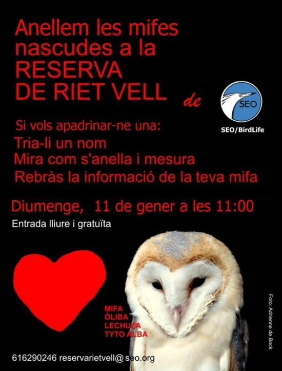 Anellament de mifes Anellament de mifes