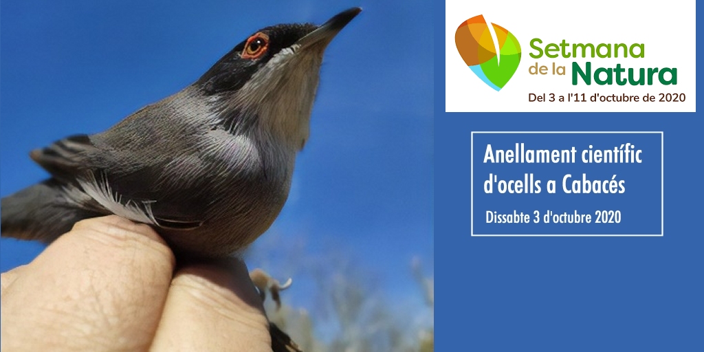 Setmana de la Natura: Anellament cient�fic a Cabac�s