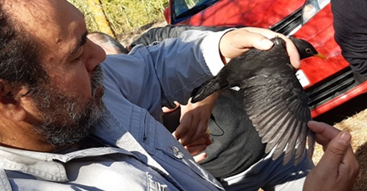 Anillamiento cient�fico de p�jaros en Cabac�s