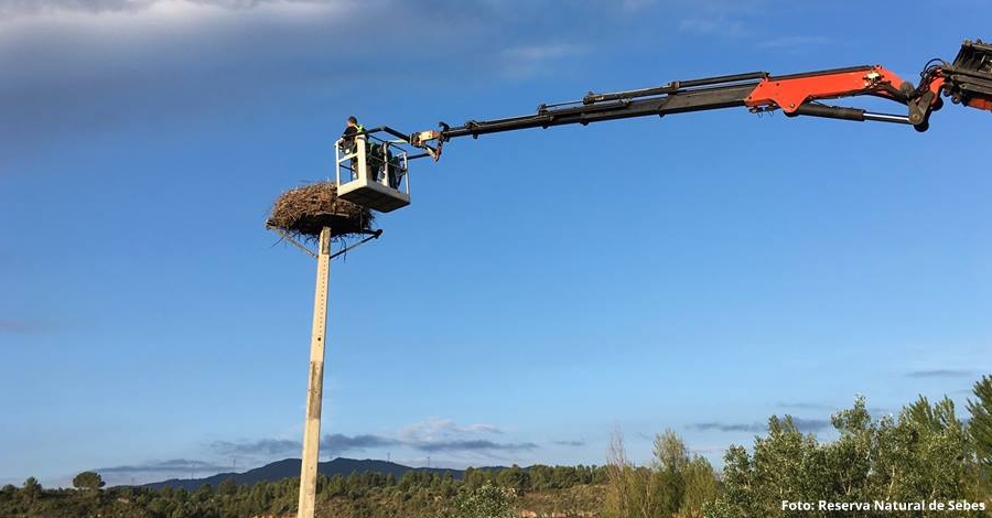 La Reserva Natural de Sebes anella els polls de cigonya blanca nascuts enguany | EbreActiu.cat, revista digital d’oci actiu | Terres de l’Ebre ...