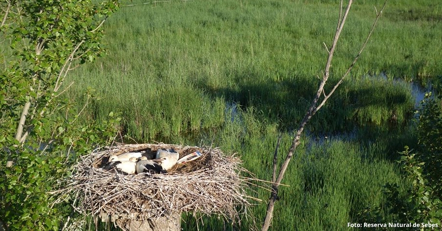 La Reserva Natural de Sebes anilla los polluelos de cig�e�a blanca nacidos este a�o | EbreActiu.cat, revista digital de ocio activo | Terres de l&rsquo;Ebre...