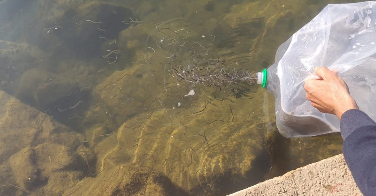 Alliberen trenta quilos d’angules al riu Ebre procedents d’un decoms a l’aeroport de Madrid