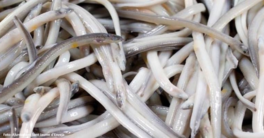 Es presenta la Cooperativa de Pescadors Professionals d’Angula de Sant Jaume | EbreActiu.cat, revista digital d’oci actiu | Terres de l’Ebre ...