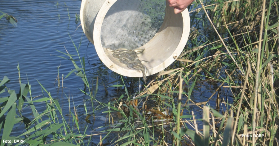 L’angula, emblema gastronmic de Sant Jaume | EbreActiu.cat, revista digital d’oci actiu | Terres de l’Ebre ...