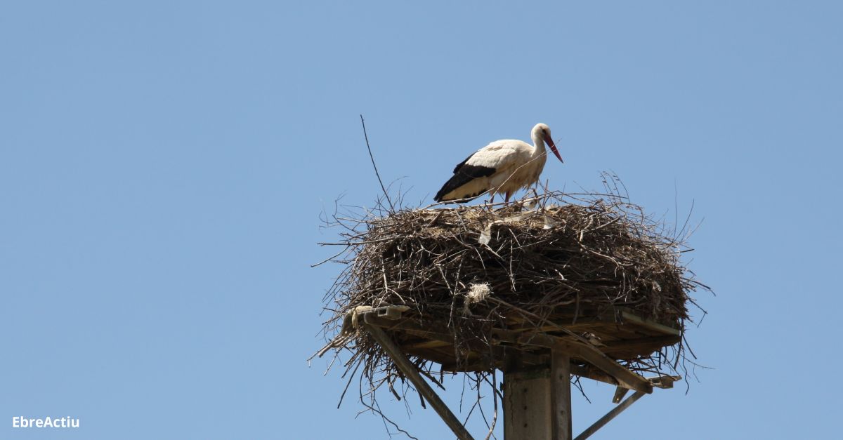 Ajuda la cigonya blanca davant els nous reptes del canvi climtic | EbreActiu.cat, revista digital d’oci actiu | Terres de l’Ebre ...