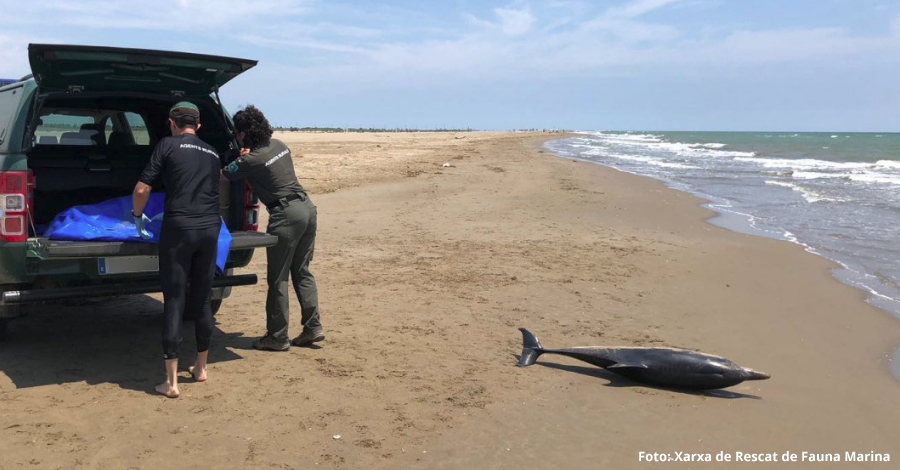 Apareix un dof mort a la platja del Serrallo de Sant Jaume dEnveja