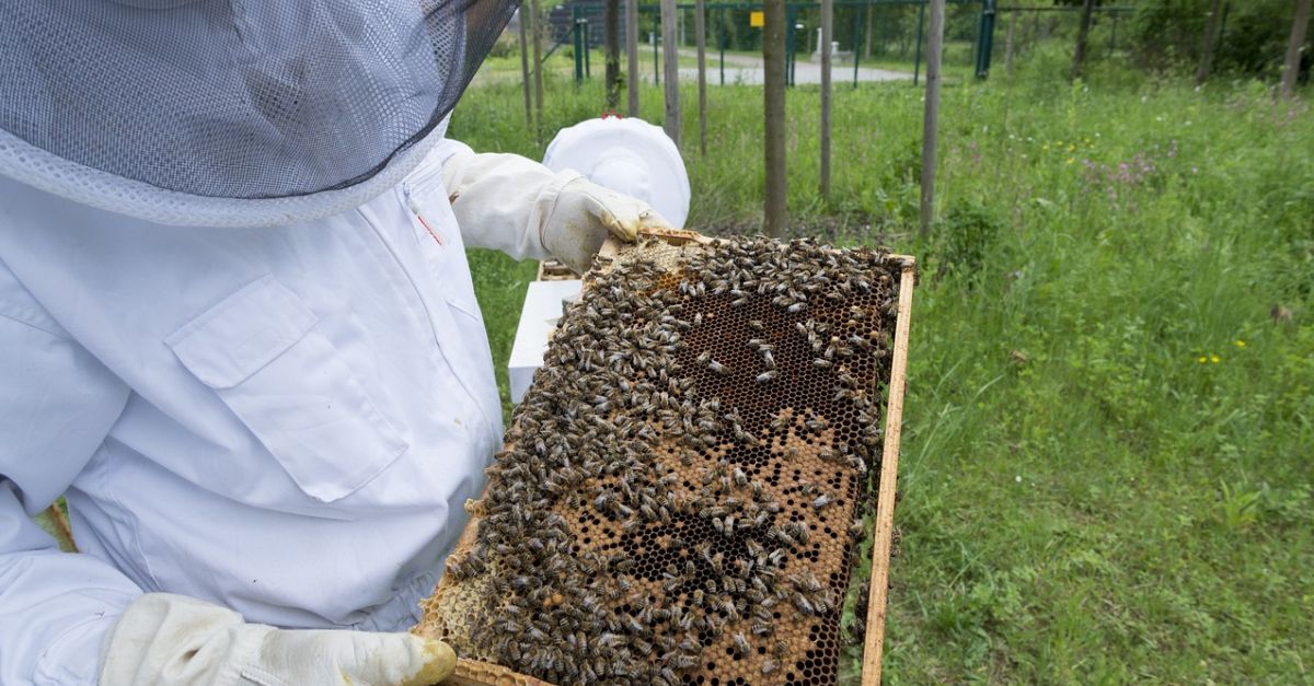 Els apicultors reclamen tenir ms arnes en espais naturals i trmits de transport i identificaci ms simples | EbreActiu.cat, revista digital d’oci actiu | Terres de l’Ebre ...