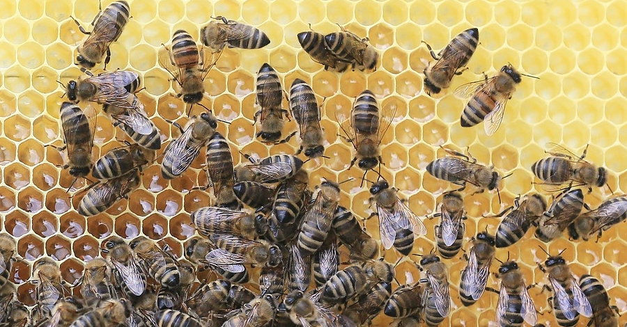 Apicultura a Montsant Apicultura a Montsant